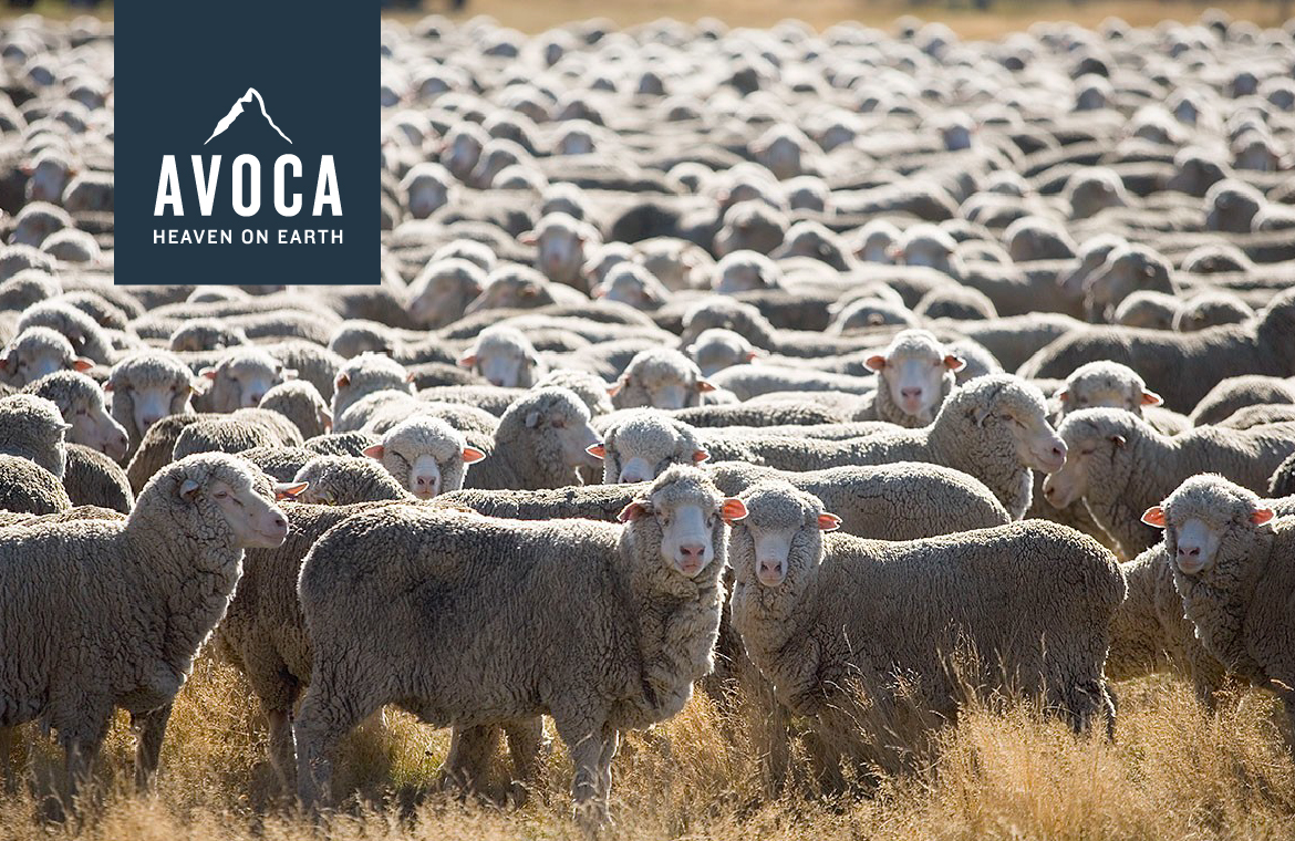Avoca — Redfire Branding, Strategy, and Design Agency