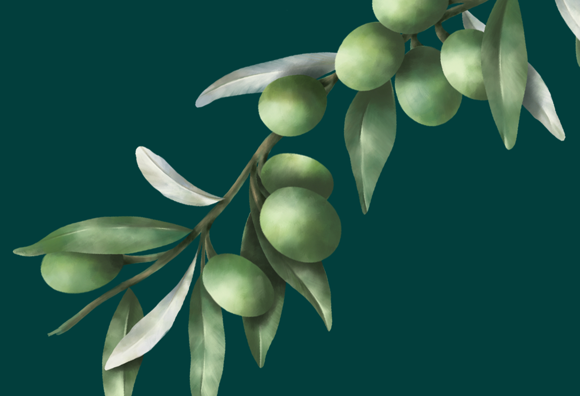 redfire-olive-skincare-brand-narrative-nz REDFIRE_olive_photography_branding_packaging_digital_graphicdesign_advertising_brochure_designagency