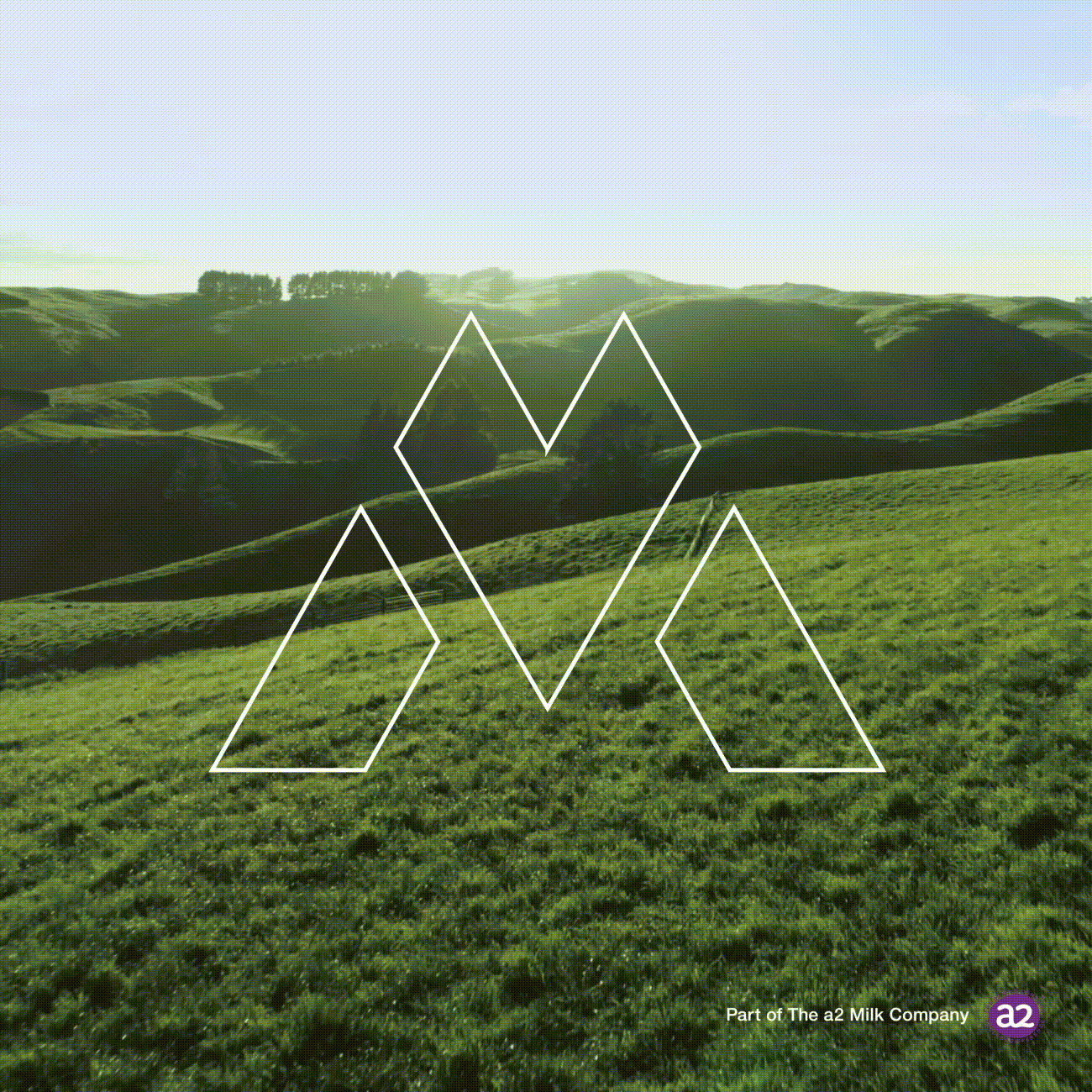 Mataura-Milk-Thumbnail
