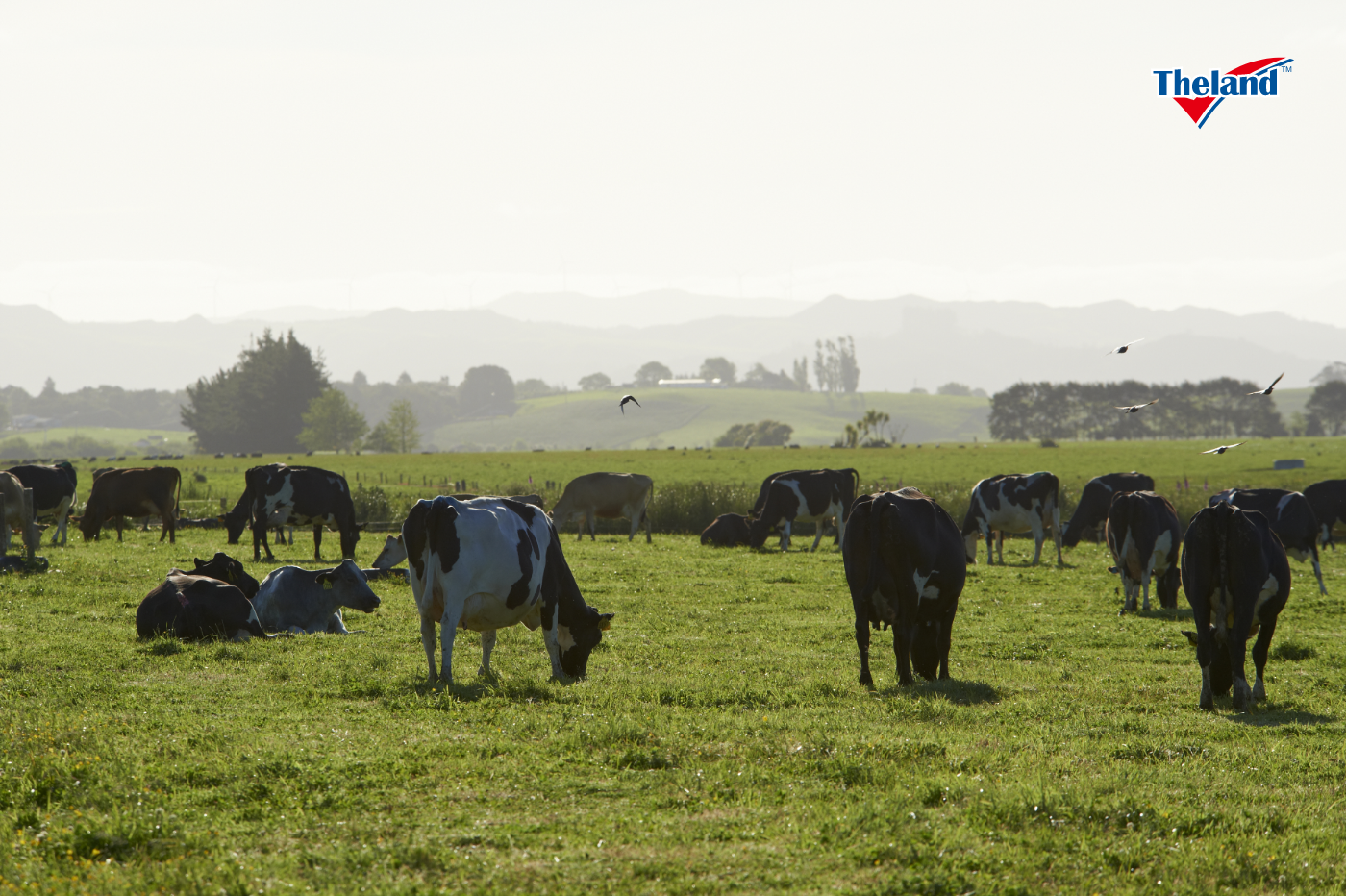redfire-milk-powder-brand-narrative-nz redfire-milk-powder-brand-narrative-nz